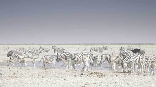Zebras Walking Away From Waterhole