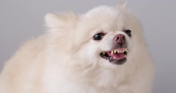 Pomeranian dog getting angry alt