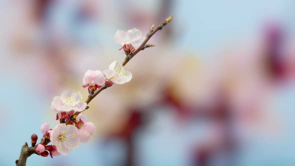 Apricot Blossom Timelapse on Blue alt