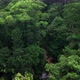 Moving backwards from a diverse rainforest canopy with a tropical stream - VideoHive Item for Sale