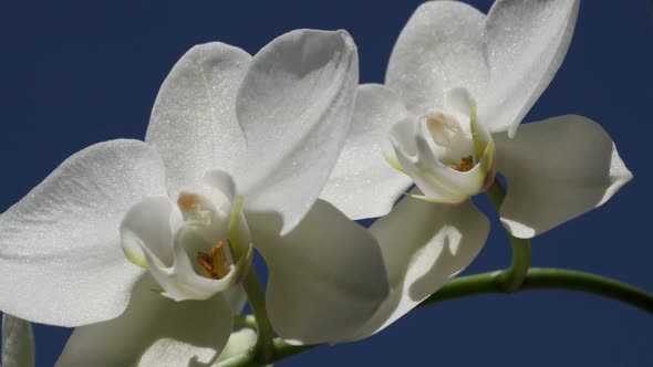 White  Phalaenopsis amabilis   flower petals close-up 4K 2160p 30fps UltraHD footage - Macro of Moth