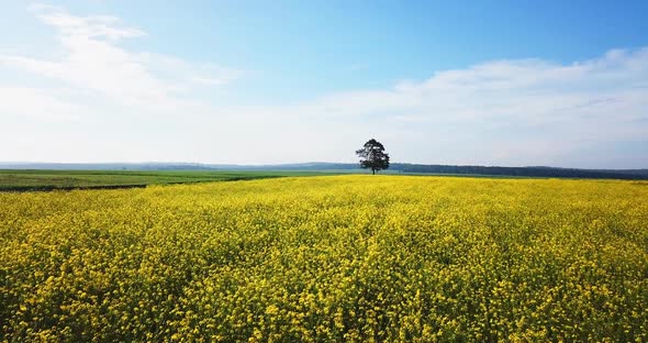 Aerial above view of spring rapeseed flower field. Beautiful spring landscape 4k drone footage