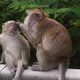 Monkey Parent Cleaning Baby - VideoHive Item for Sale