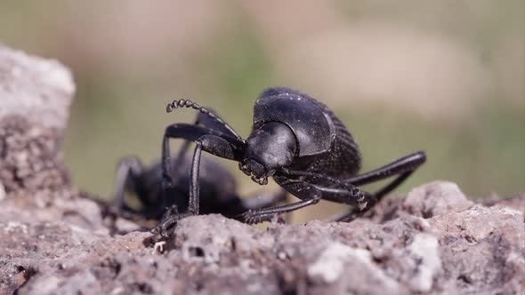 Macro shot of black ground beetles alt