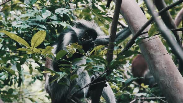 Red Colobus Monkey Sitting on Branch in Jozani Tropical Forest Zanzibar Africa alt
