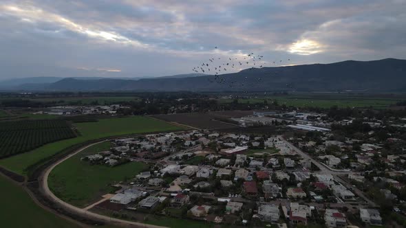 Aerial Footage for Birds Flying Beside My Drone