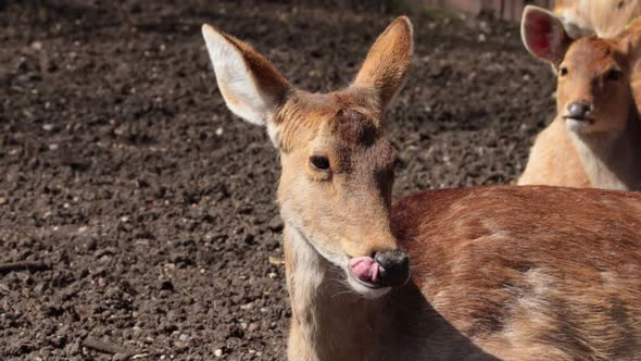 Funny deer lie on the ground and bask in the sun. alt