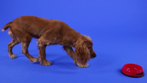 An English Cocker Spaniel Walks Up to a Red Bowl of Food and Eats in Slow Motion alt