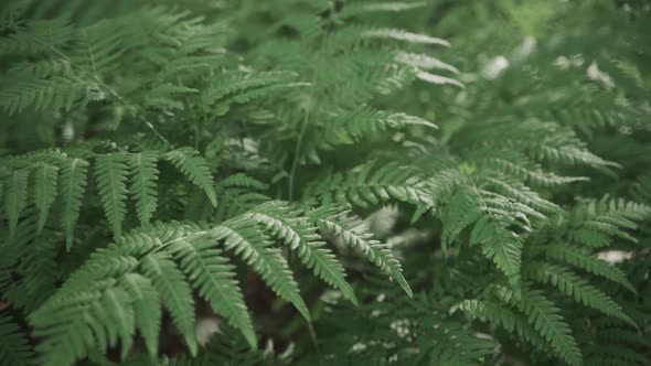 Fern Leaves Swaying From Wind