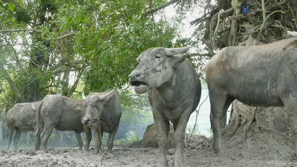 Smoket Cloud In Buffalo Stall