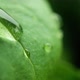 transparent dew big drop flows and falls down. - VideoHive Item for Sale
