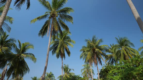 Beautiful Tall Palm Trees on Clear Sky Background alt