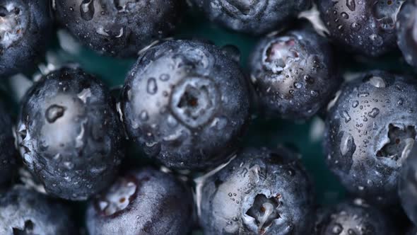 Blueberry background. Filling the screen with a large ripe blueberries.