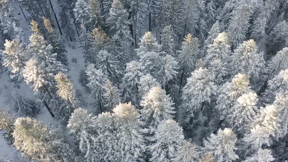 Aerial view of a frozen forest with snow covered trees at winter
