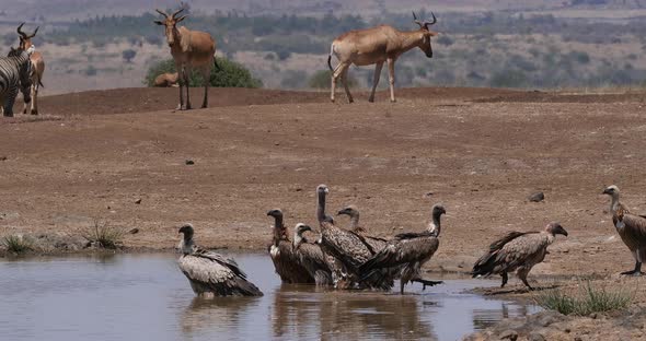 Hartebeest, alcelaphus buselaphus, Herd standing at Waterhole, and African white-backed vulture alt
