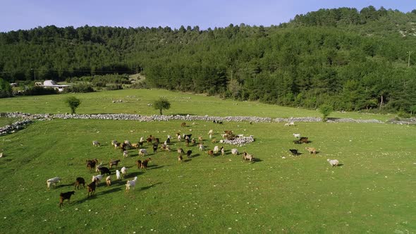 Goats at the Pasture alt