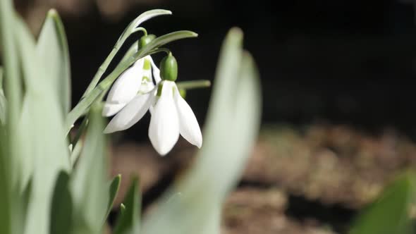Galanthus nivalis blossom in the garden close-up slow-mo  1920X1080 HD footage - White common snowdr alt
