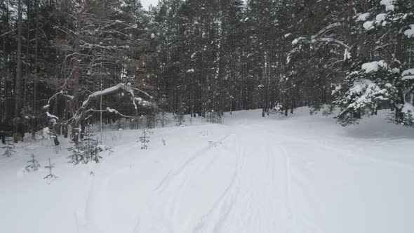 Snowy Road In The Forest alt