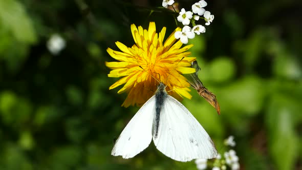 Butterfly collecting nectar from a dandelion  alt