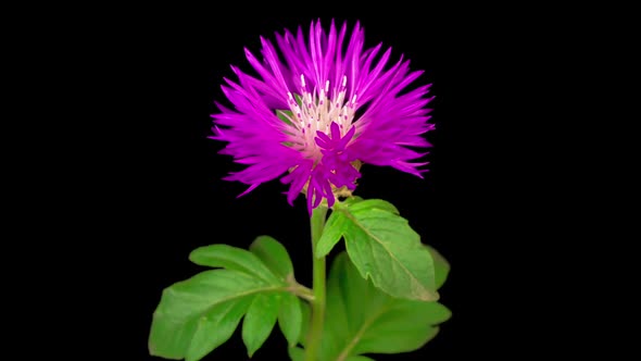 Time Lapse of Blossoms Purple Flower of Persian Cornflower Centaurea Dealbata alt