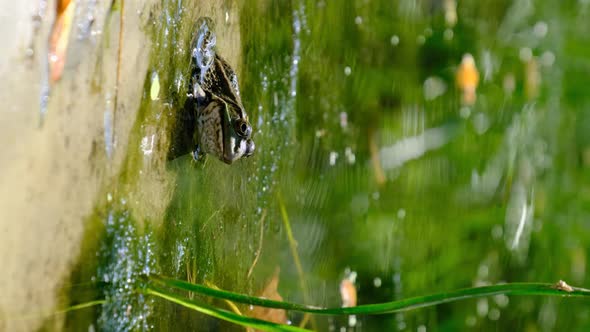 Vertical Footage Portrait of Frog Sits on the Shore By the River Close Up alt