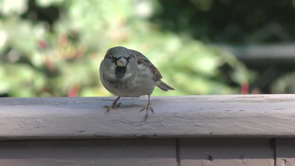  House Sparrow In Backyard