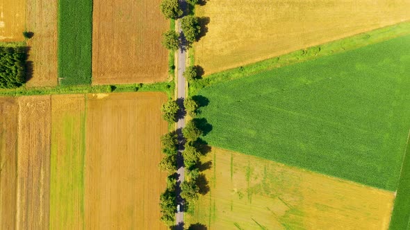 Green fields aerial view before harvest at summer. Road aerial alt