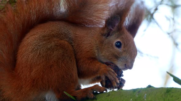 Red Squirell Eating Walnut 