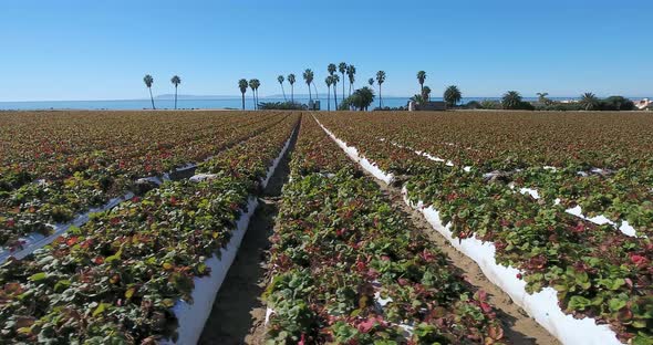 Flying sideways over strawberry fields near ocean