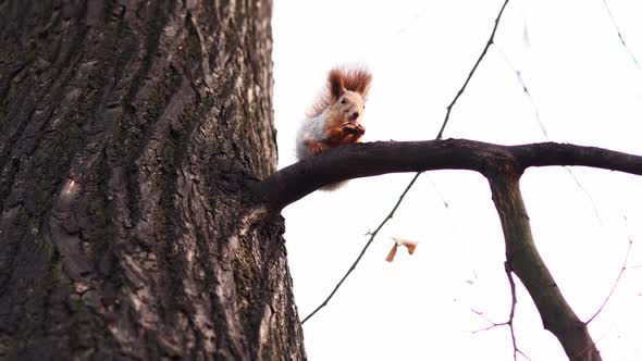 squirrel sitting on tree branch in park eating a hazel-nut