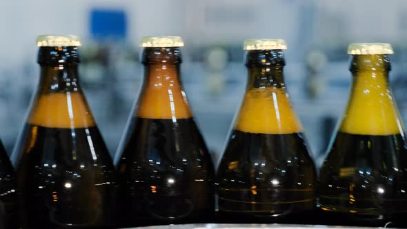 Bottles of Fresh Beer Transported By Automatic Conveyor