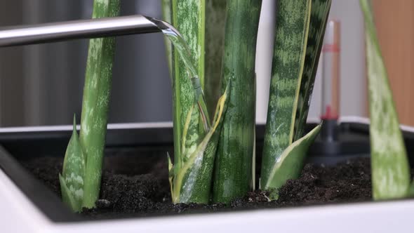 Girl Watering a Houseplant in White Pot with Water. Wooden Wall on Background.