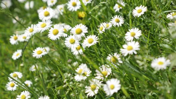 Common daisies in the grass spring background 4K 2160p 30fps UltraHD  video - White Bellis perennis  alt