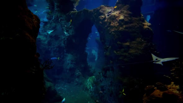 Various fish are swimming in a dark large aquarium.
