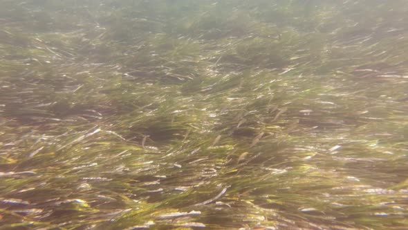 School Of Small Fish alt