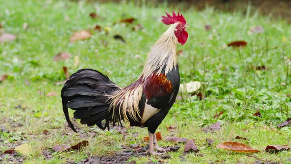 Scenic Close Up Look at Farm Cage Free Bird Crowing on Fresh Summer Day  RED alt
