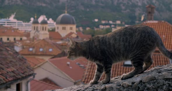 Gray street cat going down the fence against the background of the old town in Kotor alt