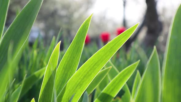 Green young flower leaves growing in spring garden