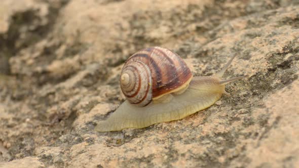 Edible Helix Pomatia snail in closeup on stone background real time video alt