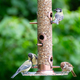 Photo of birds eating seeds from a bird feeder - PhotoDune Item for Sale