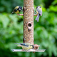 Photo of birds eating seeds from a bird feeder - PhotoDune Item for Sale