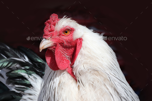 Brahmas  chickendanzfarm