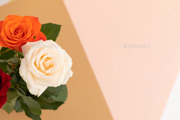 White and orange roses on pink and orange background
