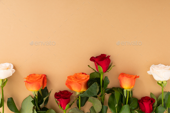 Red, white and orange roses at the bottom on orange background