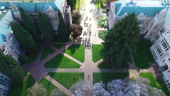 Top down aerial shot of students walking through the cherry blossoms at the University of Washington alt