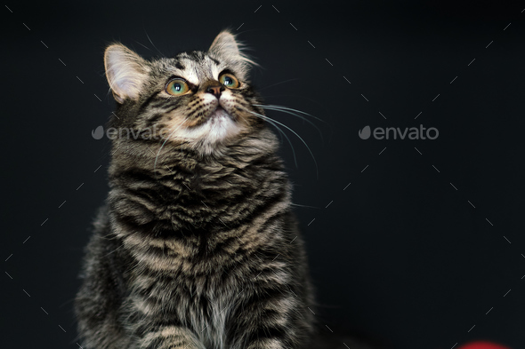 fluffy tabby cat on a black background. Green eyes squint, arrogant, impudent cat.