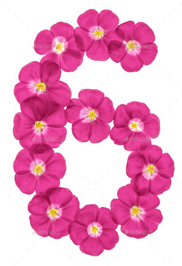 Arabic numeral 6, six, from pink flowers of flax, isolated on white