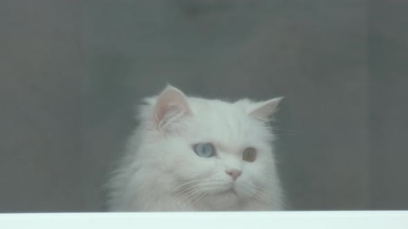 White Cat Looks Out the Window alt