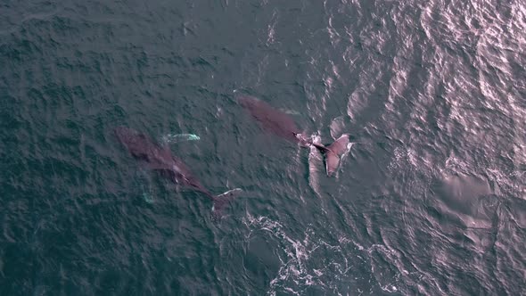 Two whales migrating through dunsborough Western Australia captured from an aerial view alt