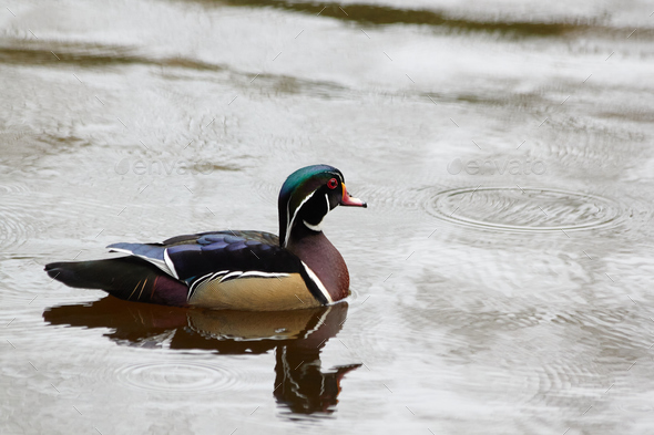 One Wood Duck in the Water